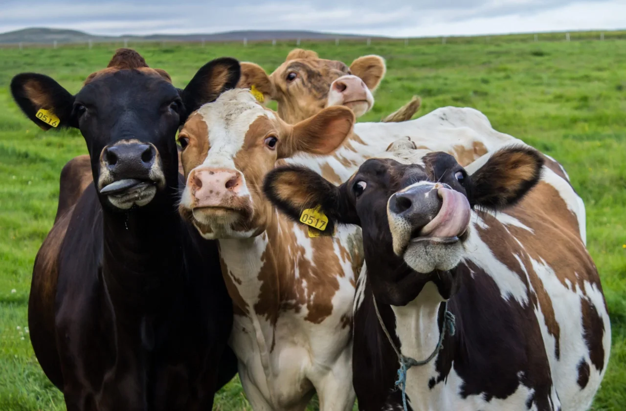 Colar Inteligente Criado Por Brasileiros Ajuda Vacas A Produzirem Mais