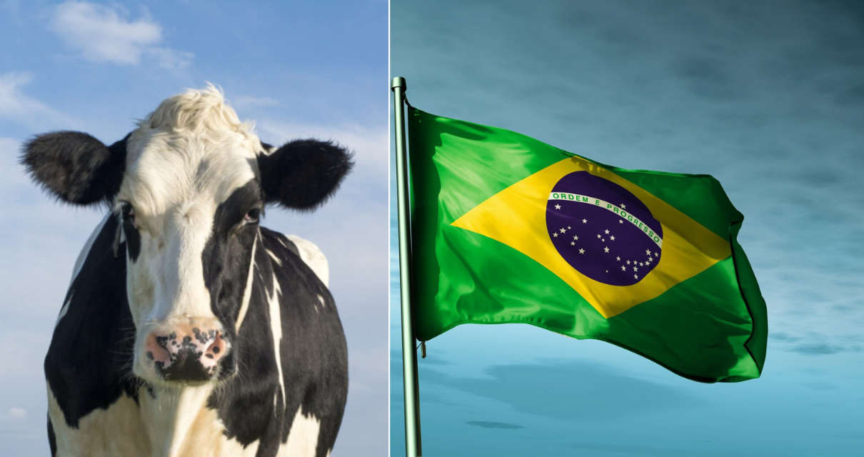 Vaca Brasileira é a Mais Cara do Mundo animal vale quase R 21 MILHÕES