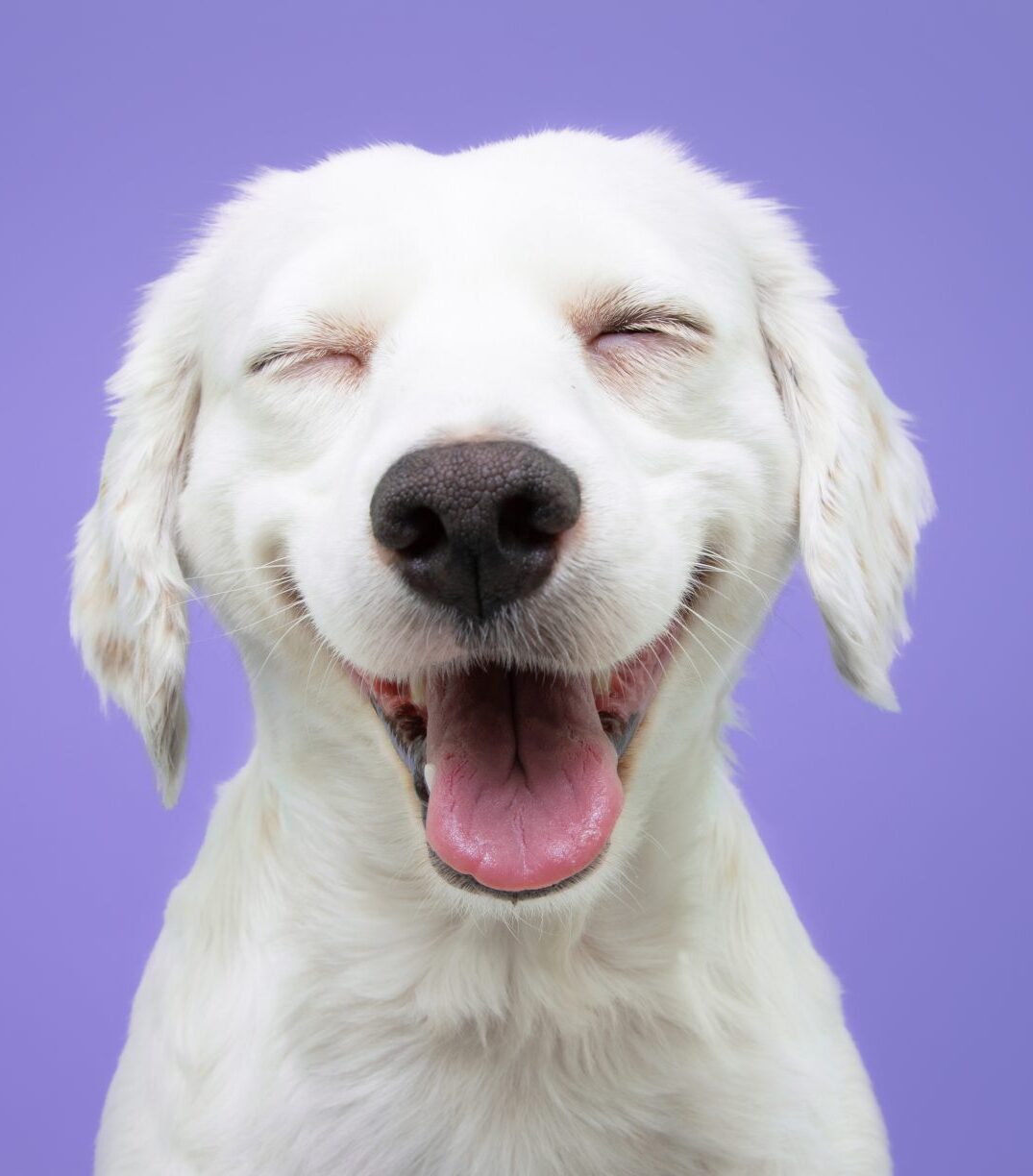 Quais são os nomes de cachorro mais usados no Brasil?