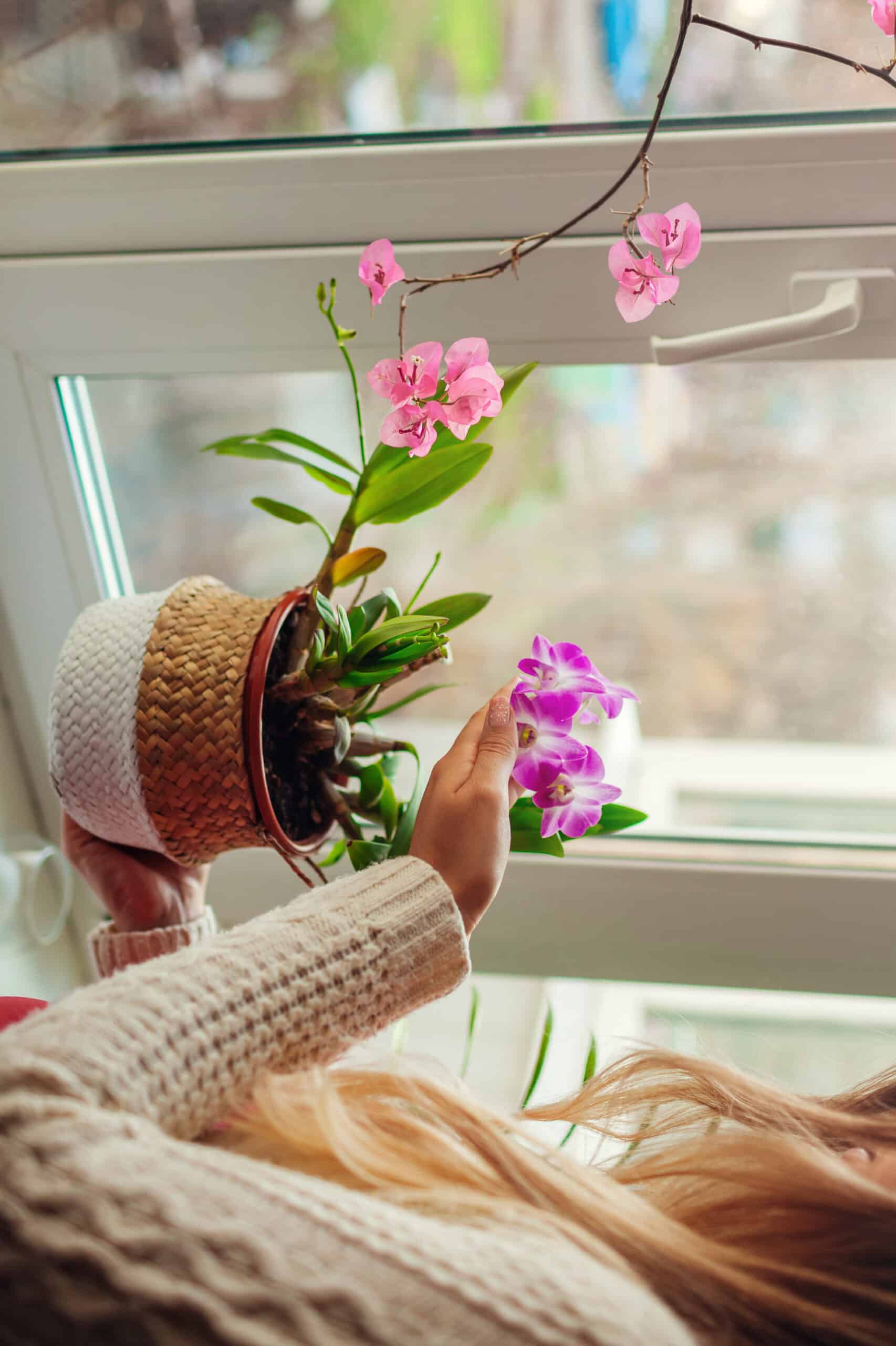 Transforme a sua casa: conheça 7 flores para cultivar no interior dos lares em 2024