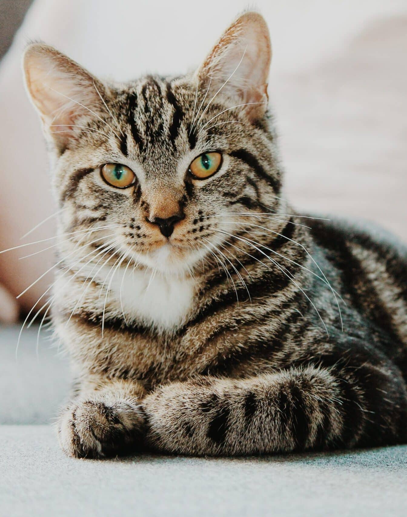 Afinal, o que os gatos não podem comer? Veterinário alerta