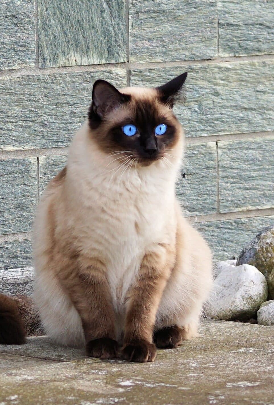 Quais os nomes de gatos mais populares no Brasil?