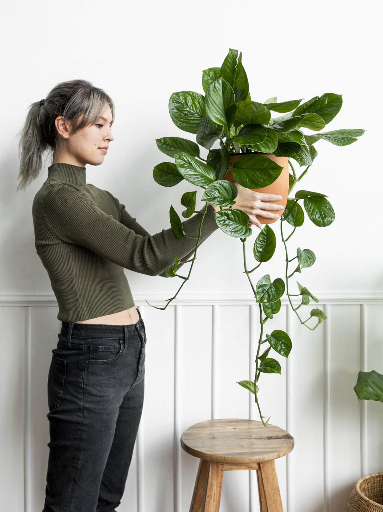 Descubra as 9 plantas que atraem dinheiro e sorte para sua casa