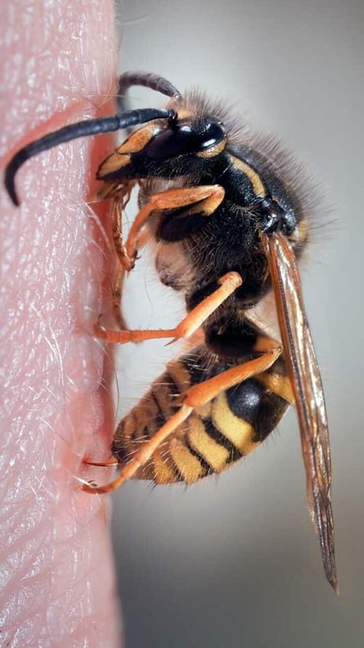 Como afastar insetos em casa com soluções naturais e sustentáveis
