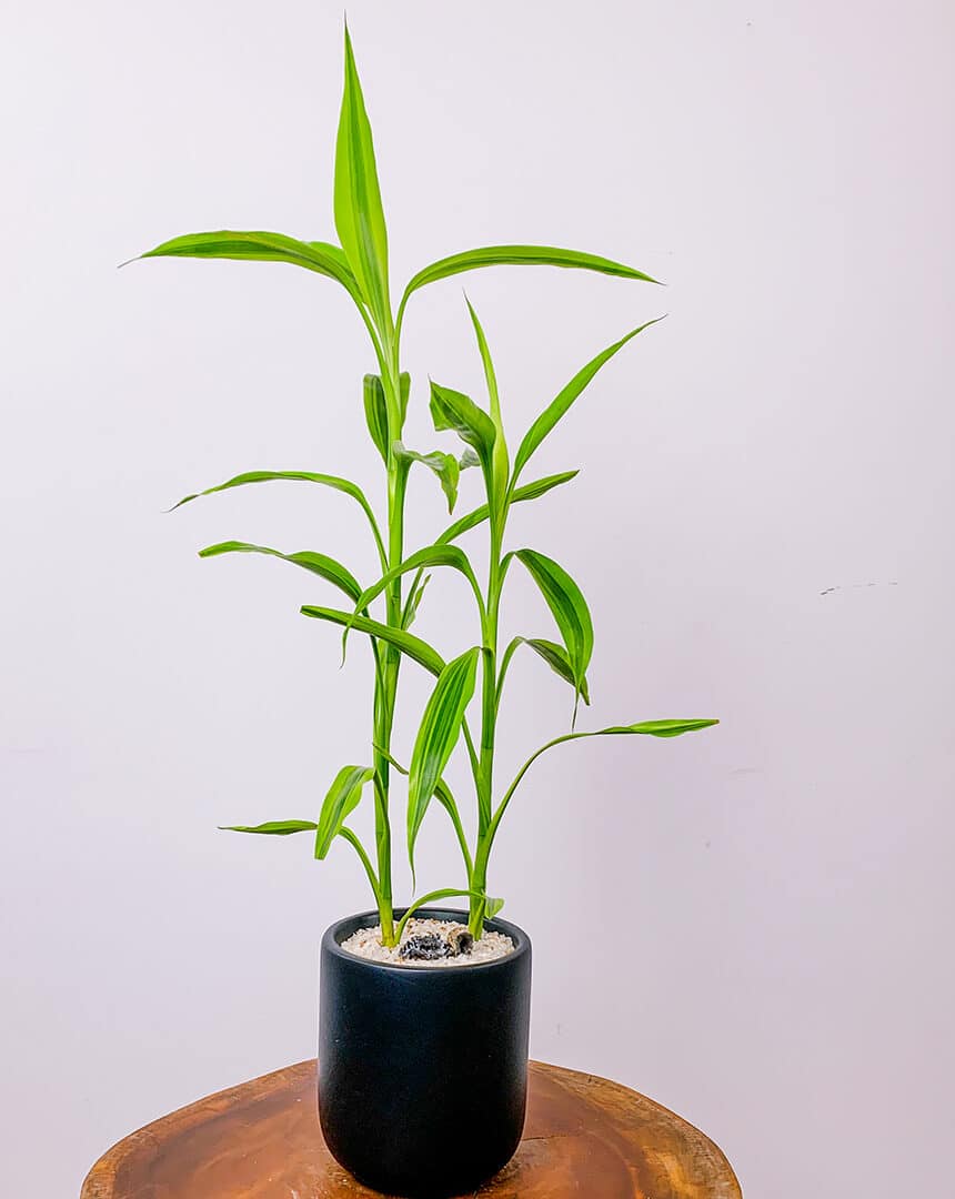 Descubra o poder e beleza do Bambu da Sorte: Atraia boa sorte e prosperidade para sua casa!