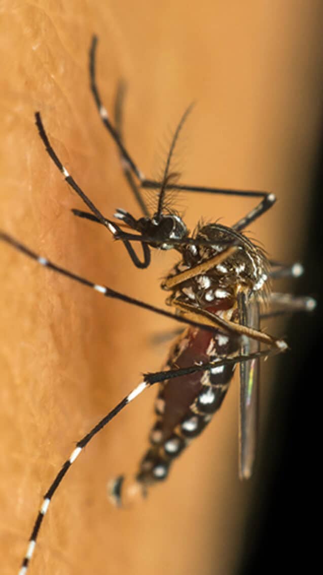 dengue 1 e1711375939301