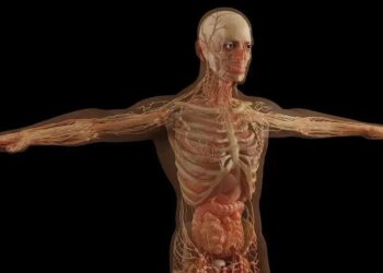 Qual parte do corpo que não recebe sangue? Apenas a córnea?