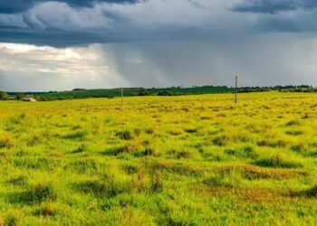 Vazar na Braquiara: qual o significado da expressão?