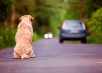 Projeto de lei propõe cassação da CNH por abandono de animais