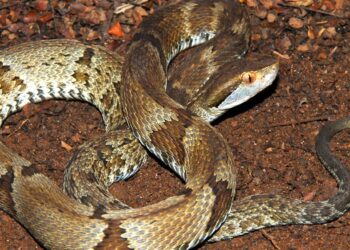 Nova espécie de jararaca descoberta no litoral paulista será estudada pelo Instituto Butantan