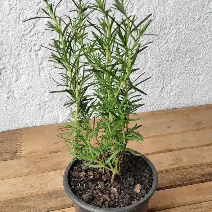 Plantas que afastam insetos: 10 opções para a sua casa 1 1 edited