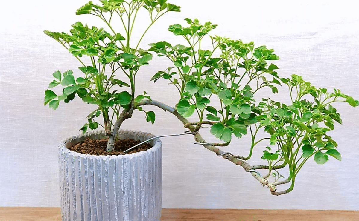 Plantas que atraem boas energias para sua: Como escolher e cuidar 2 2