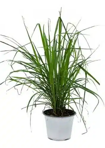 Plantas que afastam insetos: 10 opções para a sua casa 3 2