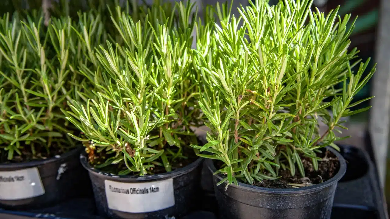 Plantas que atraem boas energias para sua: Como escolher e cuidar 1 3 1