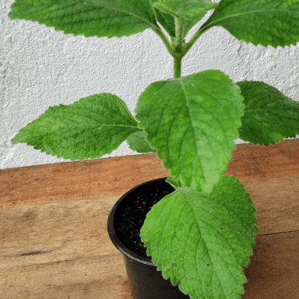 Plantas que afastam insetos: 10 opções para a sua casa 2 3 edited
