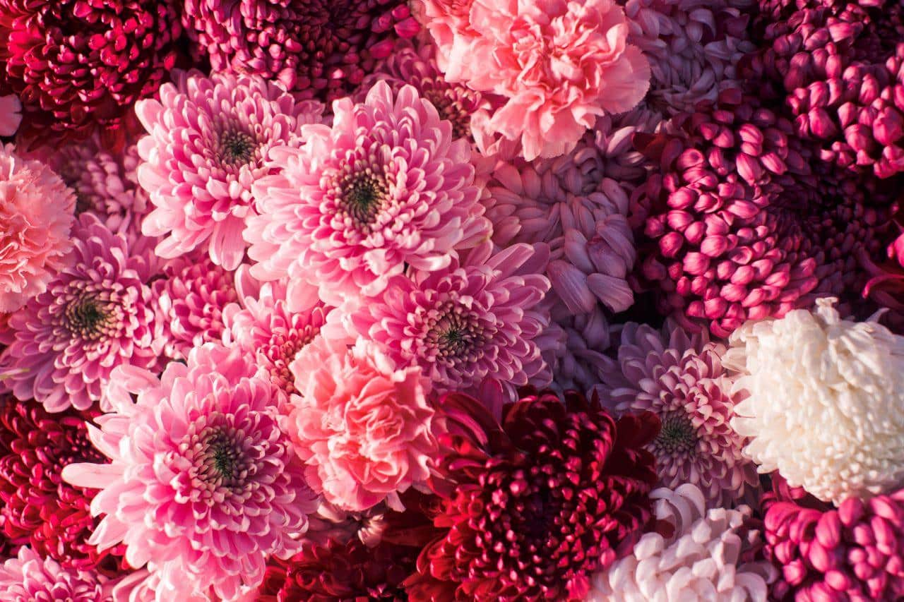 Plantas que afastam insetos: 10 opções para a sua casa 4 3