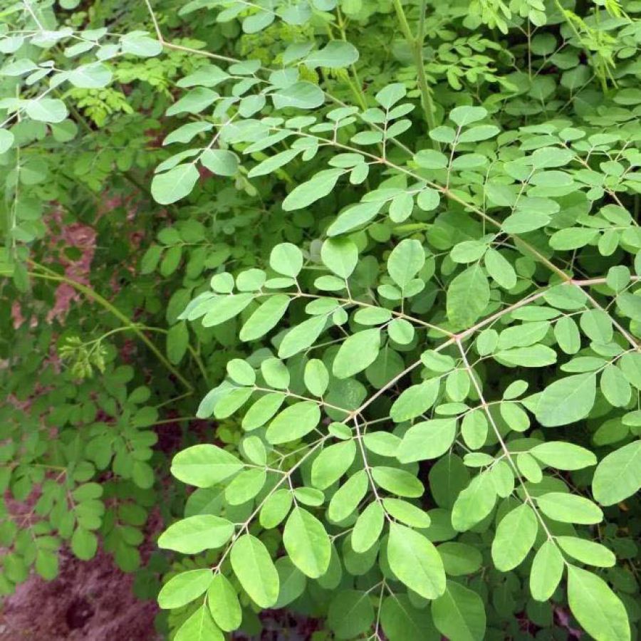 Essa planta é um superalimento poderoso na desintoxicação do fígado; saiba como prepará-la 1 34y