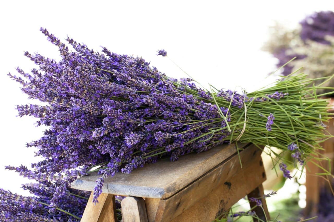 Plantas que afastam insetos: 10 opções para a sua casa 7 6