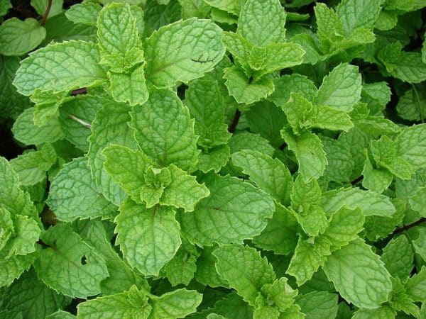 Plantas que afastam insetos: 10 opções para a sua casa 5 6