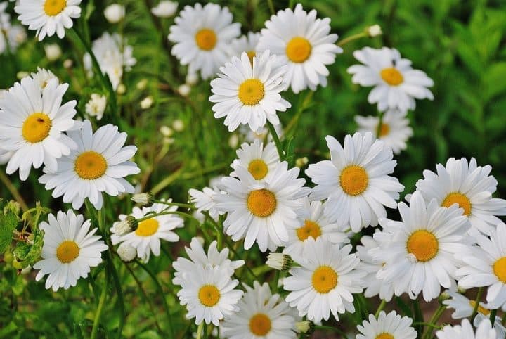 Plantas que afastam insetos: 10 opções para a sua casa 8 7