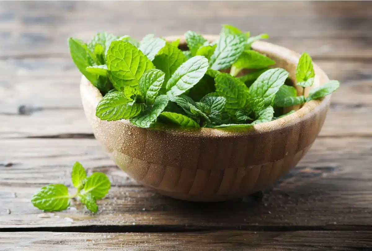 Plantas que afastam insetos: 10 opções para a sua casa 6 7