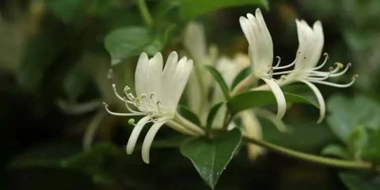Quais são as flores mais perfumadas para ter no jardim de casa? 1 8 1