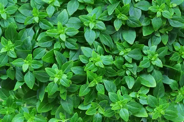 Plantas que afastam insetos: 10 opções para a sua casa 9 8
