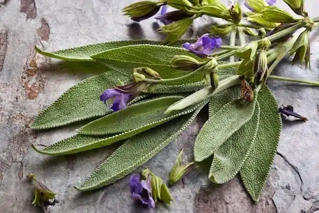 Plantas que afastam insetos: 10 opções para a sua casa 10 9