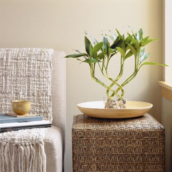 Plantas que atraem boas energias para sua: Como escolher e cuidar 3 Bambu da Sorte