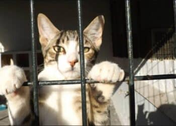 Nova lei poderá multar em R$ 37 mil quem aprisionar cães e gatos 6 Nova lei multará em R$ 37 mil quem aprisionar cães e gatos