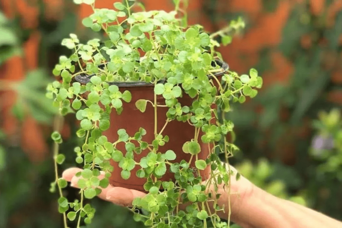 Plantas que atraem boas energias para sua: Como escolher e cuidar 4 Dinheiro em Penca