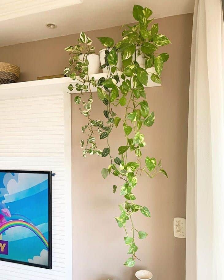 Plantas que atraem boas energias para sua: Como escolher e cuidar 5 Jiboia