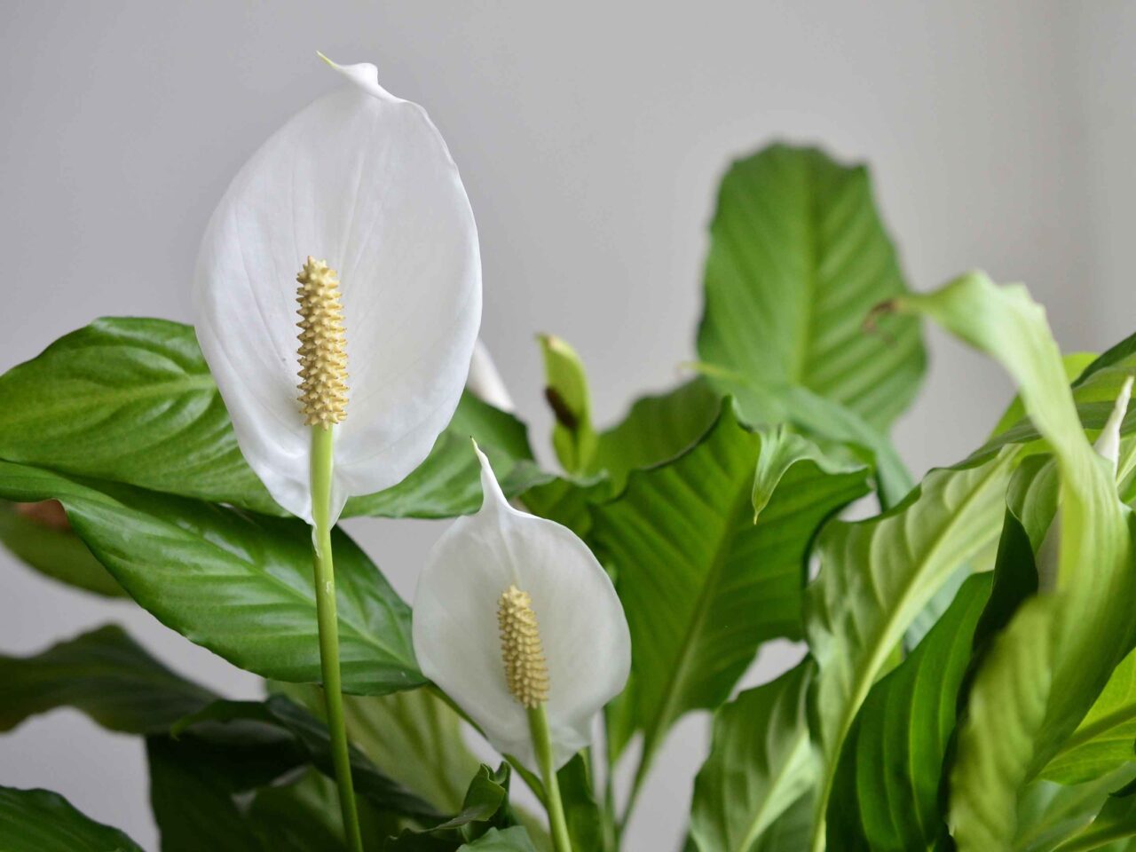 Plantas que atraem boas energias para sua: Como escolher e cuidar 6 Lirio da Paz