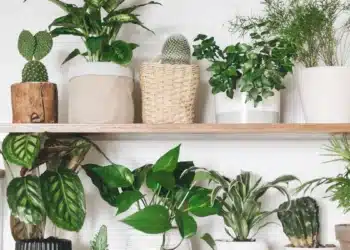 Plantas que atraem boas energias para sua casa: Como escolher e cuidar 4 Plantas que atraem boas energias para sua casa: Como escolher e cuidar