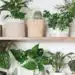 Plantas que atraem boas energias para sua casa: Como escolher e cuidar 1 Plantas que atraem boas energias para sua casa: Como escolher e cuidar