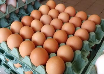 Preço do frango e dos ovos vão aumentar devido à gripe aviária? 