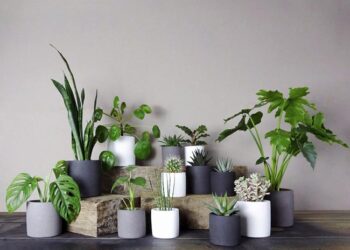 Plantas que afastam insetos: 10 opções para a sua casa 3 Plantas que afastam insetos:  10 opções para a sua casa