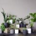 Plantas que afastam insetos:  10 opções para a sua casa
