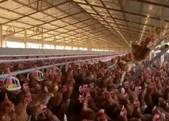 Ao menos 5 estados tem suspeitas de casos de gripe aviária; governo investiga