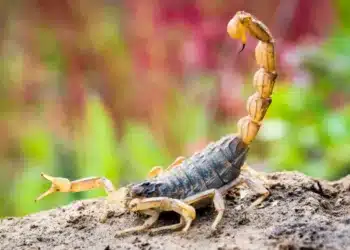 Plantas repelentes: Soluções naturais para acabar com os escorpiões da sua casa 14 Plantas repelentes: Soluções naturais contra escorpiões