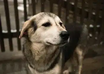 O papel dos cães de suporte emocional em viagens aéreas 9 O papel dos cães de suporte emocional em viagens aéreas