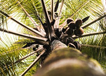 Os riscos ocultos de plantar árvores frutíferas em casa