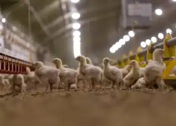 Primeiro caso de influenza aviária é registrado no Brasil