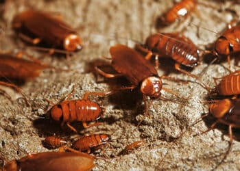 Dicas infalíveis para manter sua casa livre de baratas 2 Dicas infalíveis para manter sua casa livre de baratas