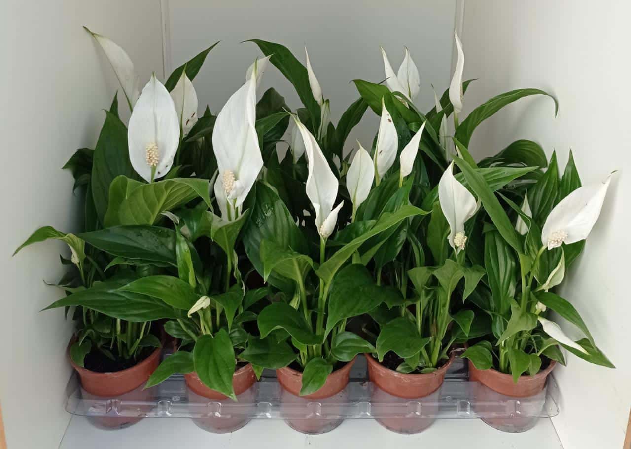 As 10 melhores plantas de baixa manutenção para apartamento 4 Lirio da paz