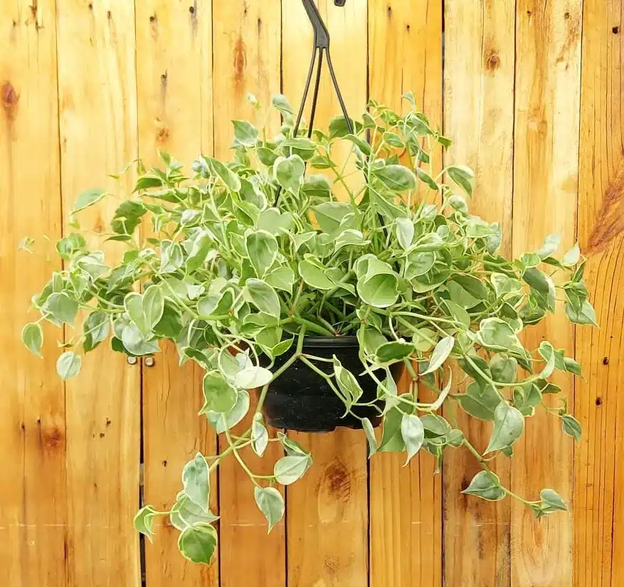 As 10 melhores plantas de baixa manutenção para apartamento 5 Peperomia