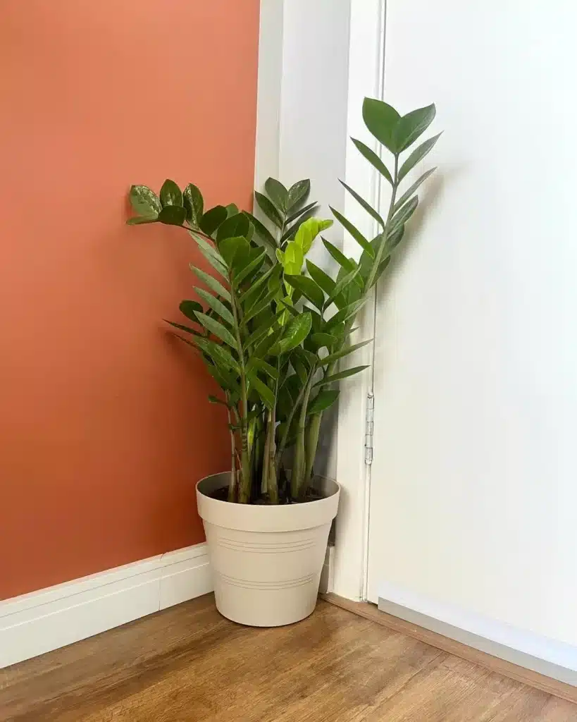 As 10 melhores plantas de baixa manutenção para apartamento 1 Zamioculca