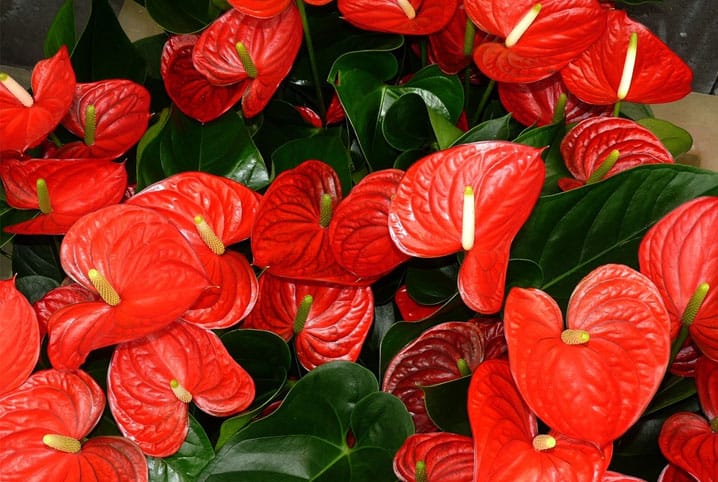 As 10 melhores plantas de baixa manutenção para apartamento 7 ddd 1