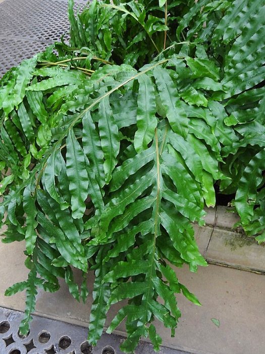 As 10 melhores plantas de baixa manutenção para apartamento 6 dddd