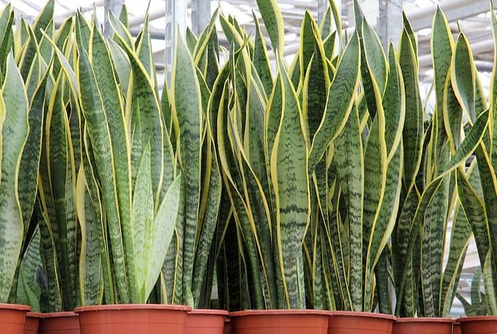 As 10 melhores plantas de baixa manutenção para apartamento 2 ddf